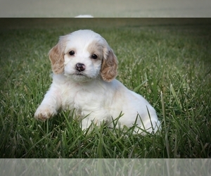 Cock-A-Poo Puppy for sale in CLARKRANGE, TN, USA