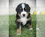 Puppy John Bernese Mountain Dog