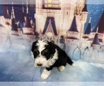 Small Photo #29 Aussiedoodle Miniature  Puppy For Sale in COMMERCE, MI, USA