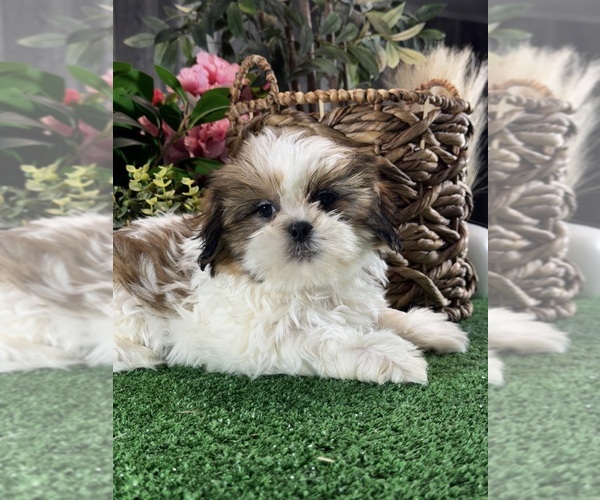 Medium Photo #2 Shih Tzu Puppy For Sale in CANOGA, NY, USA