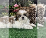 Small #1 Shih Tzu