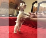 Small Photo #20 Schnauzer (Miniature) Puppy For Sale in COLONIAL HEIGHTS, TN, USA