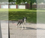 Small #5 Great Dane-Siberian Husky Mix