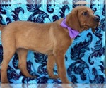 Small Photo #4 Labrador Retriever Puppy For Sale in LANCASTER, PA, USA