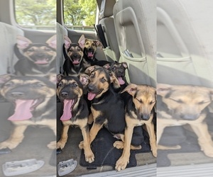 Shepradors Puppy for Sale in AUSTIN, Texas USA
