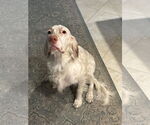 Small #1 English Setter