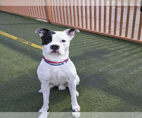 Medium Photo #1 Mutt Puppy For Sale in Las Vegas, NV, USA