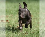 Small Photo #4 Chocolate Labrador retriever-Pointer Mix Puppy For Sale in Mechanicsburg, PA, USA