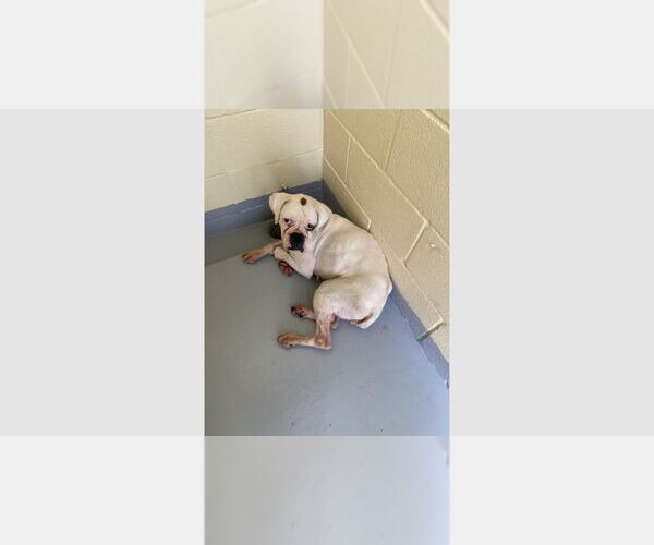 Medium Photo #3 Boxer Puppy For Sale in Austin, TX, USA