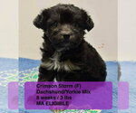 Small #4 Dachshund Mix