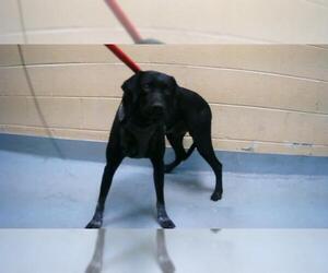 Redbone Coonhound Dogs for adoption in Tulsa, OK, USA