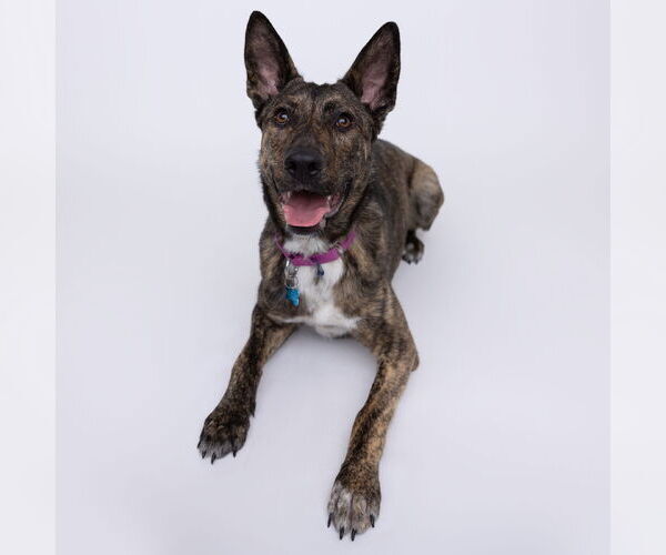 Medium Photo #15 Mutt Puppy For Sale in Fargo, ND, USA