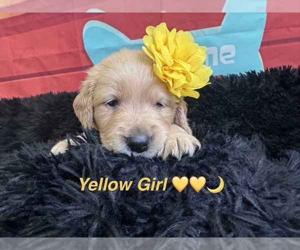 Medium Photo #5 Golden Retriever Puppy For Sale in ORLANDO, FL, USA