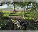 Small Photo #43 Siberian Husky Puppy For Sale in ALTON, IL, USA