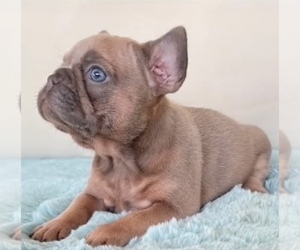 French Bulldog Puppy for sale in MORENO VALLEY, CA, USA