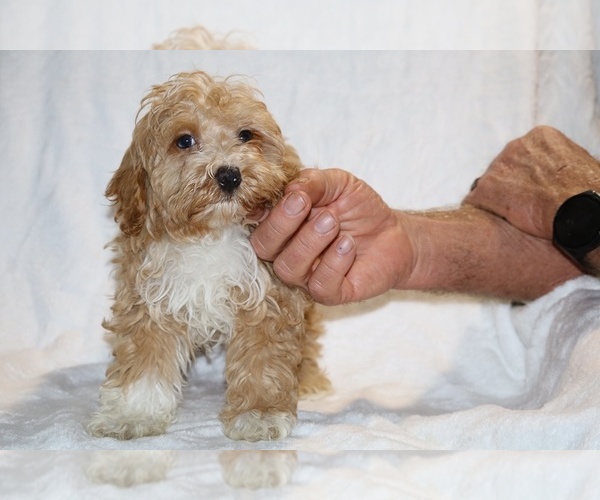 Medium Photo #23 Cockapoo (Miniature) Puppy For Sale in DYERSBURG, TN, USA