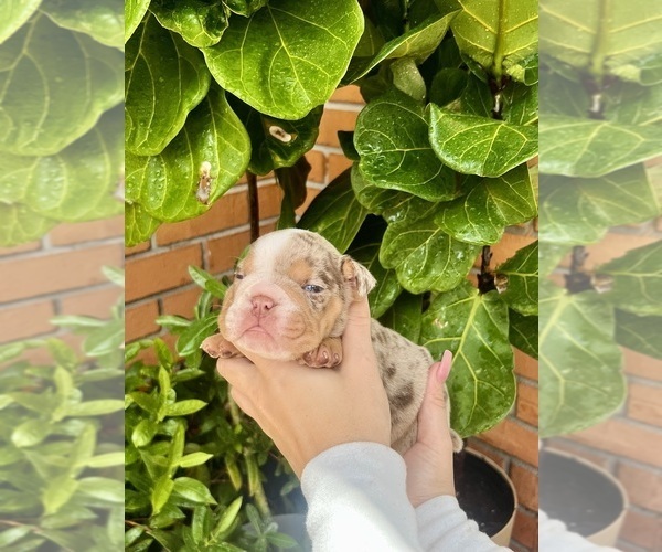 Medium Photo #3 English Bulldog Puppy For Sale in PORT RICHEY, FL, USA