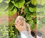 Small #2 English Bulldog