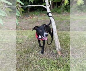 Labrador Retriever-Unknown Mix Dogs for adoption in FRAMINGHAM, MA, USA