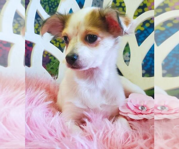 Medium Photo #4 Chihuahua-Unknown Mix Puppy For Sale in Tustin, CA, USA