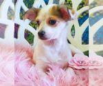Small #3 Chihuahua Mix