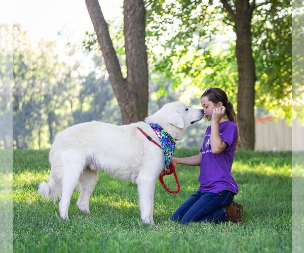 Medium Photo #7 Great Pyrenees-Unknown Mix Puppy For Sale in Unionville, PA, USA