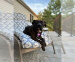 Small #7 Boxer Mix