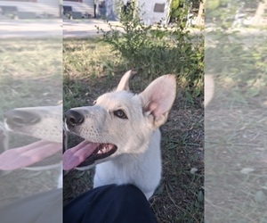 German Shepherd Dog Puppy for Sale in KANORADO, Kansas USA