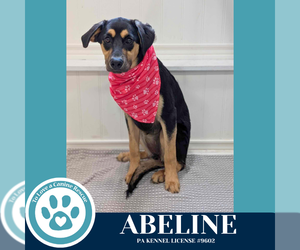 Labrador Retriever-Unknown Mix Dogs for adoption in Kimberton, PA, USA
