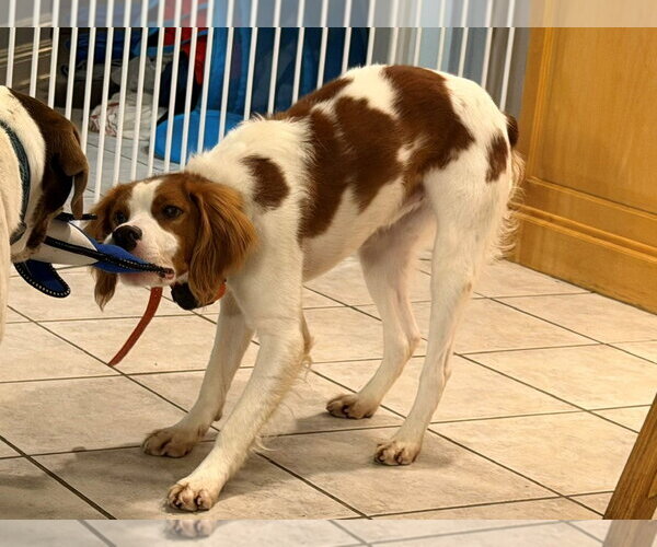 Medium Photo #9 - Mix Puppy For Sale in Curwensville, PA, USA