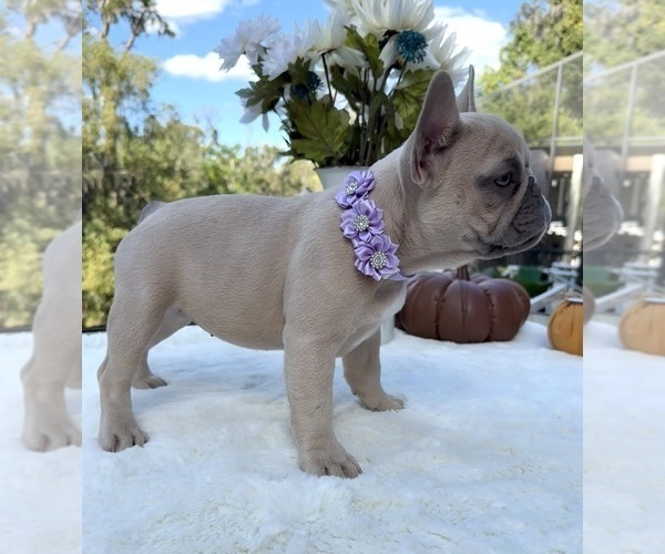 Medium Photo #2 French Bulldog Puppy For Sale in LAKE CITY, FL, USA