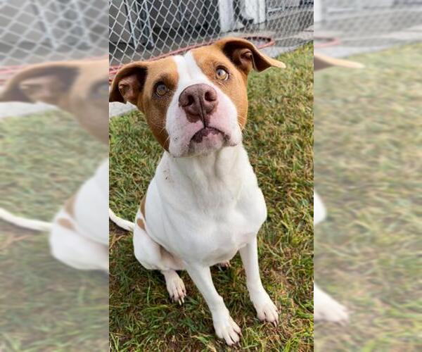 Medium Photo #2 Mutt Puppy For Sale in Rosenberg, TX, USA