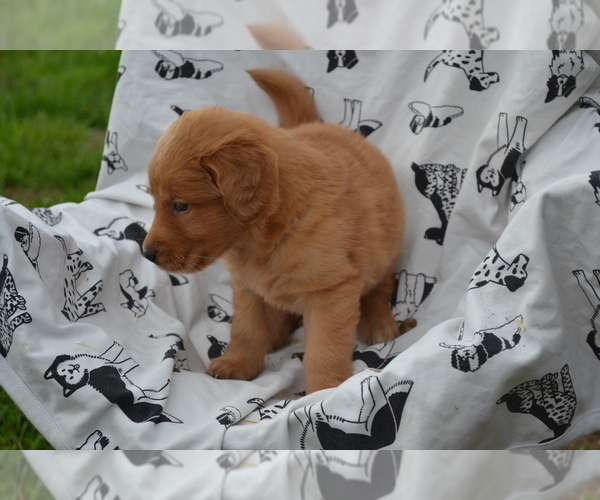 Medium Photo #3 Golden Retriever Puppy For Sale in GREENWOOD, WI, USA