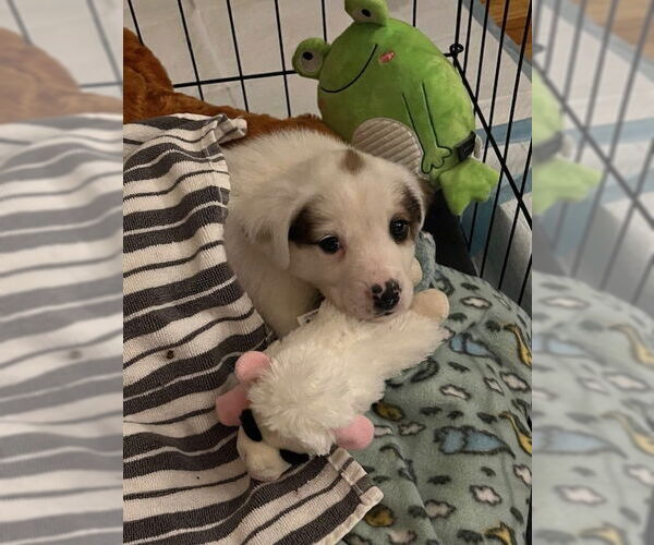 Medium Photo #2 Great Pyrenees-Unknown Mix Puppy For Sale in Plainfield, IL, USA