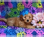 Small Photo #4 Miniature Labradoodle Puppy For Sale in KIRKWOOD, PA, USA