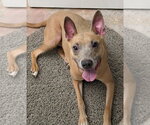 Small American Pit Bull Terrier Mix