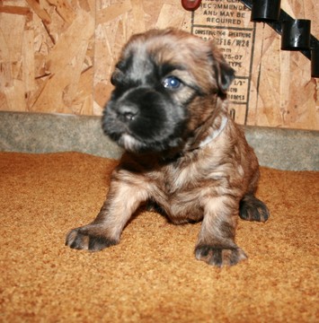 Medium Photo #3 Soft Coated Wheaten Terrier Puppy For Sale in CHARLES CITY, IA, USA
