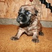 Small Photo #3 Soft Coated Wheaten Terrier Puppy For Sale in CHARLES CITY, IA, USA