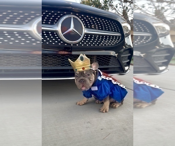 Medium Photo #21 French Bulldog Puppy For Sale in SPRINGFIELD, MA, USA