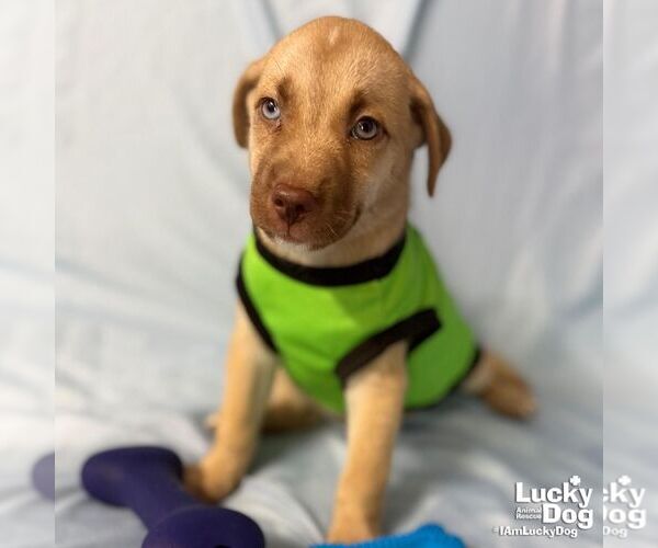 Medium Photo #3 Labrador Retriever-Unknown Mix Puppy For Sale in Washington, DC, USA