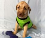 Small #2 Labrador Retriever Mix