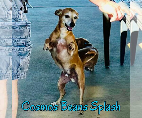 Medium Photo #40 Chiweenie Puppy For Sale in San Antonio, TX, USA