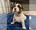 Puppy Puppy 1 French Bulldog