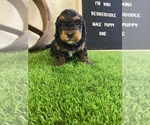 Small Photo #7 Miniature Bernedoodle Puppy For Sale in CORALVILLE, IA, USA