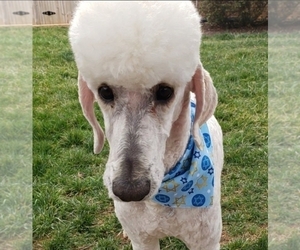 Mother of the Aussiedoodle puppies born on 01/24/2026