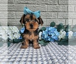 Small #6 Yorkshire Terrier
