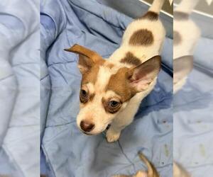 Siberian Husky-Unknown Mix Dogs for adoption in San Antonio, TX, USA