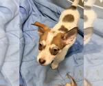 VENUS - Female Siberian Husky-Unknown Mix Dog for Adoption - Small photo