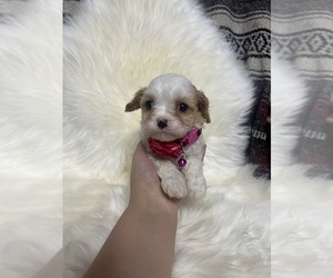 Cavapoo Puppy for sale in JEFFERSONVILLE, IN, USA