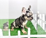 Small Photo #50 French Bulldog Puppy For Sale in DENVER, CO, USA